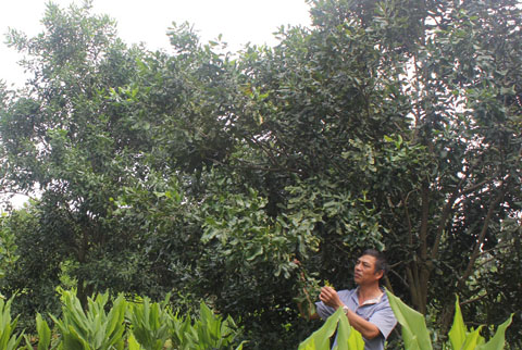 Vườn cây mắc ca của HTX nông nghiệp mắc ca Tân Định, xã Diê Ya, huyện Krông Năng