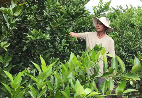 Ông  Phạm Văn Trọng đang chăm sóc  vườn cây  ăn trái  của gia đình.  