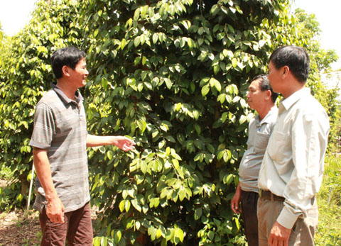 Cán bộ Hội Nông dân xã Ea Kmút (bìa phải) tham quan mô hình trồng tiêu của gia đình anh Nguyễn Văn Hợp.