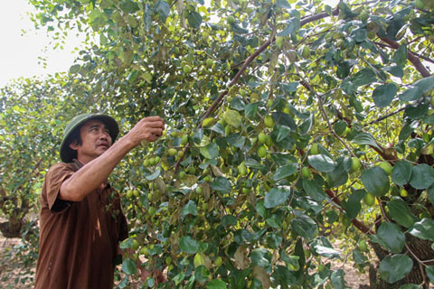 Vườn táo của ông Phạm Văn Tạc sai trĩu quả. 