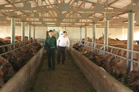 Trang trại chăn nuôi bò của Công ty TNHH MTV Cà phê Ea Pốk, huyện Cư M'gar. 