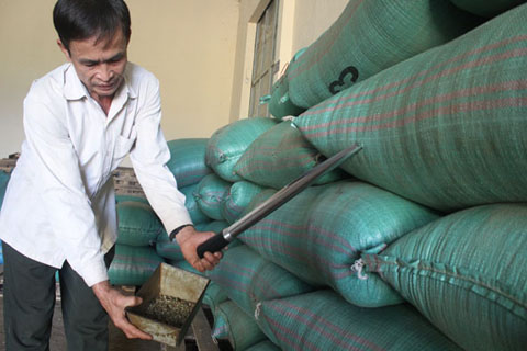 Kiểm tra chất lượng cà phê nhân sản xuất theo tiêu chuẩn FLO tại HTX Nông nghiệp dịch vụ Công Bằng Cư Đliê Mnông. 