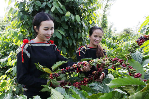 Vườn cà phê của HTX  sản xuất cà phê  bền vững Ea Kmat Hòa Đông.