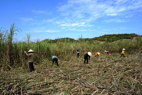 Xã viên HTX Dịch vụ tổng hợp Thăng Bình (xã Cư Kty, huyện Krông Bông) thu hoạch mía.  