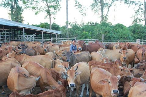 Một dự án chăn nuôi bò ở xã Cư M'lan, huyện Ea Súp