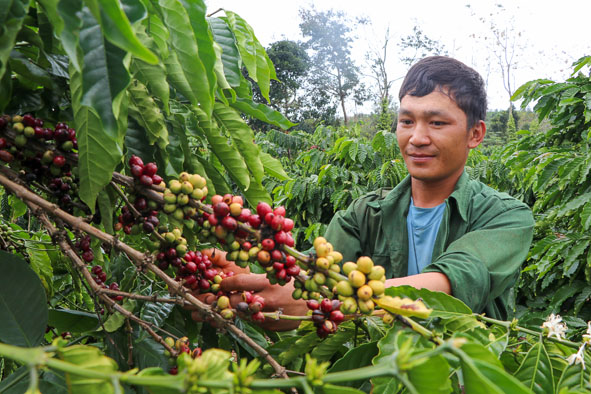 Nông dân huyện Ea H'leo thu hoạch cà phê niên vụ 2017 - 2018.  
