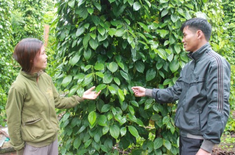 Từ nguồn vốn được vay, chị Đinh Thị Huê (thôn 9) đã đầu tư chăm sóc 2 sào cà phê xen tiêu.