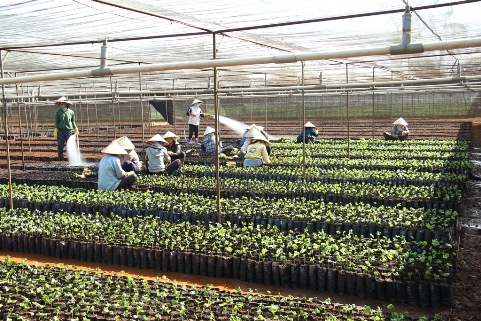 Nhân công chăm sóc cây giống cà phê tại WASI (Ảnh minh họa)