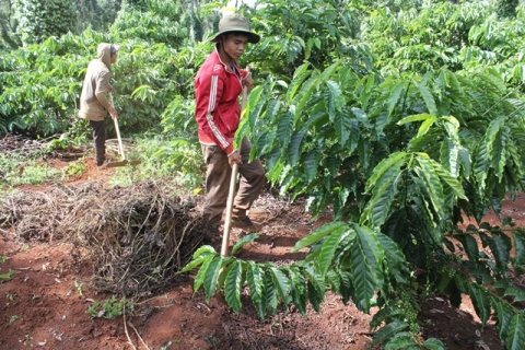 Một vườn cà phê sản xuất theo hướng bền vững ở huyện Krông Pắc, tỉnh Đắk Lắk