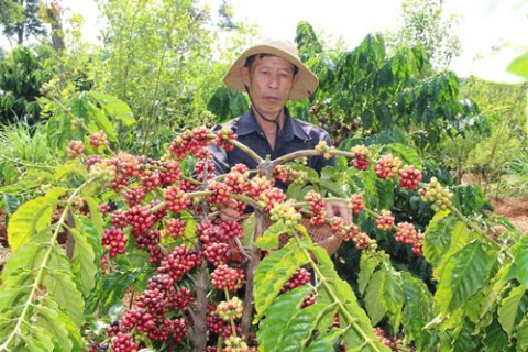 Cà phê Việt Nam chủ yếu xuất khẩu thô, người trồng thiệt thòi