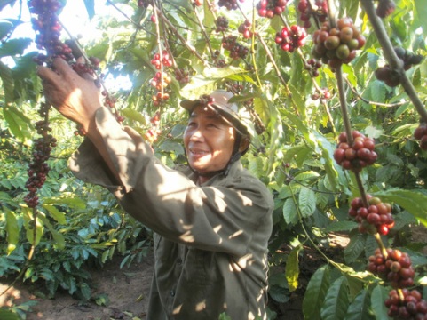Người trồng cà phê chưa được hưởng lợi trong chuỗi giá trị