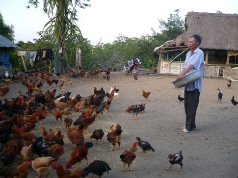 Hộ ông Phan Ngọc ở thôn 1, xã Ea Sô (huyện Ea Kar) nuôi gà ngay trong khu vực sinh hoạt của gia đình gây mất vệ sinh. 