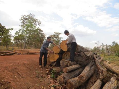 Bất chấp lệnh đóng cửa rừng, rừng tại huyện Ea Súp, tỉnh Đắk Lắk vẫn bị tàn phá Ảnh: Cao Nguyên
