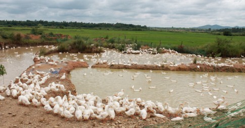 Chăn nuôi vịt trên địa bàn huyện Cư Kuin. 
