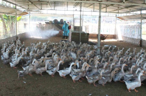 Cán bộ Trung tâm Y tế huyện Lắk phun hóa chất chủ động phòng chống dịch cúm A/H7N9 tại một trang trại chăn nuôi vịt trên địa bàn.  