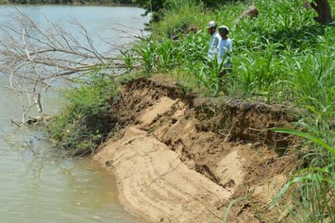 Nhiều diện tích cây trồng của người dân huyện Krông Nô trôi dần xuống dòng “sông cha” do khai thác cát bừa bãi