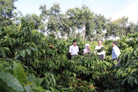 Một vườn cà phê bền vững tại huyện Krông Pắc.