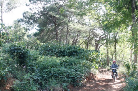 Diện tích đất rừng thông tại phường Bình Tân bị người dân lấn chiếm trồng cà phê.   