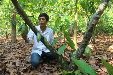 Ông Nguyễn Dương Thành, thị trấn Buôn Trấp, huyện Krông Ana kiểm tra tình hình sâu bệnh trên cây ca cao