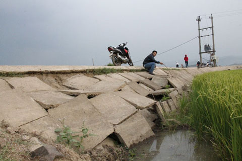 Mái ta luy đê bao đoạn qua xã Quảng Điền bị sụt lún. 