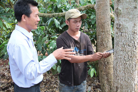 Cán bộ Trạm Trồng trọt và Bảo vệ thực vật huyện Krông Pắc hướng dẫn anh Nguyễn Cửu Long (thôn Tân Thành, xã Ea Yông) cách tiêm thuốc phòng bệnh cho cây sầu riêng.    