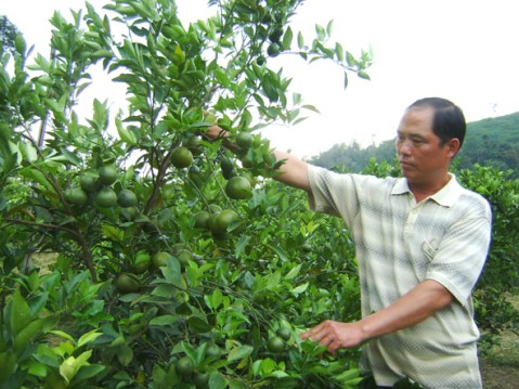Anh Hoàng Trí Dũng ở thôn 3, xã Cư Elang đã thành công khi chuyển đổi sang trồng cây quýt đường.