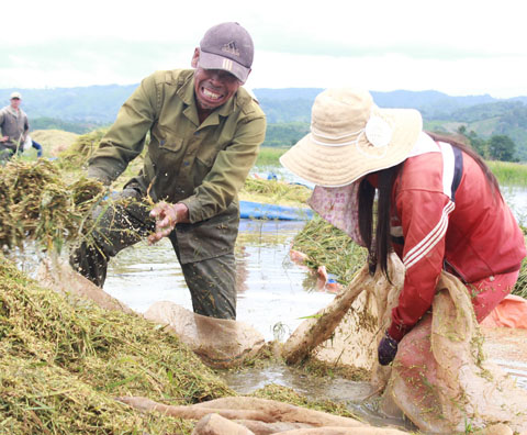 Người dân huyện Krông Ana đang thu hoạch lúa bị ngập lụt