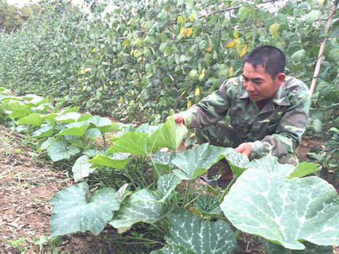 Từ trồng rau, nhiều nông dân trên địa bàn xã Ea Kuếh đã có nguồn thu nhập ổn định.