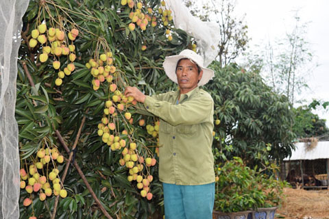 Ông Nguyễn Văn Hoành bên vườn vải của gia đình.