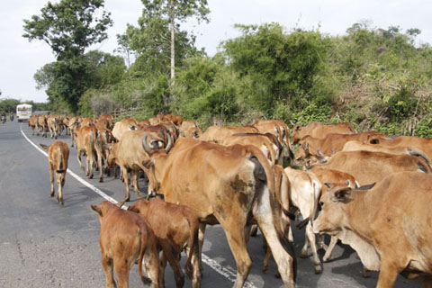 Một đàn bò di chuyển trên Quốc lộ 27 đoạn qua xã Yang Reh (huyện Krông Bông).