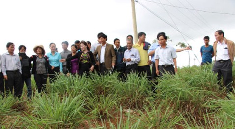Tham quan mô hình trồng sả của Tổ hợp tác sản xuất và chế biến tinh dầu sả Tân Trào (xã Ea Tir, huyện Ea H'leo). 