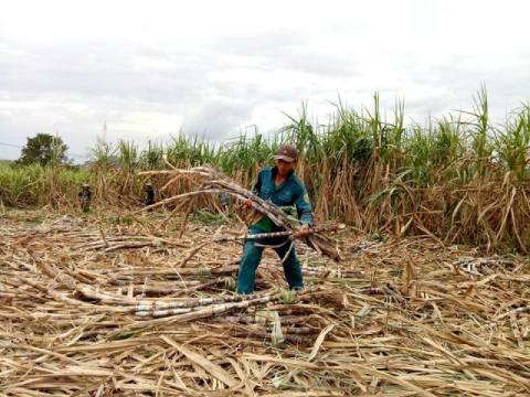 Người dân xã Ea Pil (huyện M'Đrắk) đang khẩn trương thu hoạch mía.