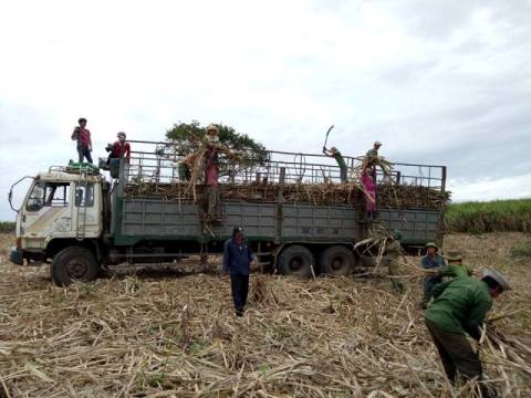 Thu hoạch mía tại thôn 2, xã Ea Pil (huyện M'Đrắk)