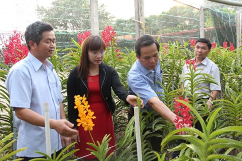 Mô hình trồng hoa lan theo công nghệ cao ở huyện Cư M’gar . 