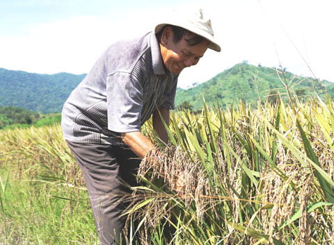 Ruộng lúa thảo dược bắt đầu vào vụ thu hoạch của ông Đặng Văn Thơm ở thôn 2. 