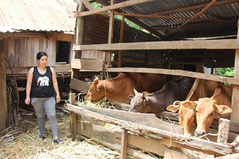 Chị H'Nuk Êban, buôn Phê, xã Ea Phê chăm sóc đàn bò của gia đình.   