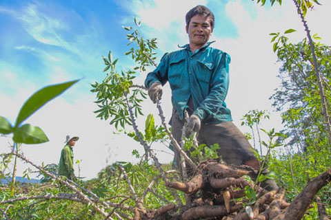 Anh Y Kler Kpơr, buôn Chứ Pèng, xã Hòa Phong đang thu hoạch sắn. 