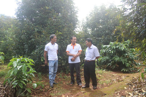 Ông Nguyễn Thạc Cảnh (giữa) chia sẻ kinh nghiệm trồng, chăm sóc sầu riêng với khách đến tham quan.