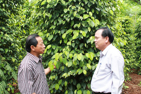 Thương binh Phạm Huyền (bìa trái) chia sẻ kinh nghiệm trồng, chăm sóc cây tiêu. 