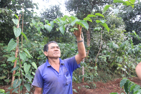 Sachi - loại cây trồng mới mang lại hiệu quả kinh tế cao của nông dân huyện Đắk Đoa, tỉnh Gia Lai (Ảnh: L.Kiến)