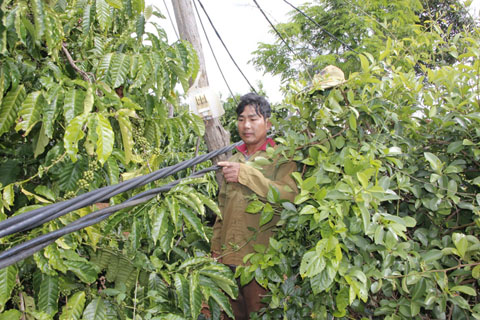 Dây điện được kéo ngang qua rẫy cà phê của hộ anh Nguyễn Duyên, thôn 1, xã Ea Hiao.