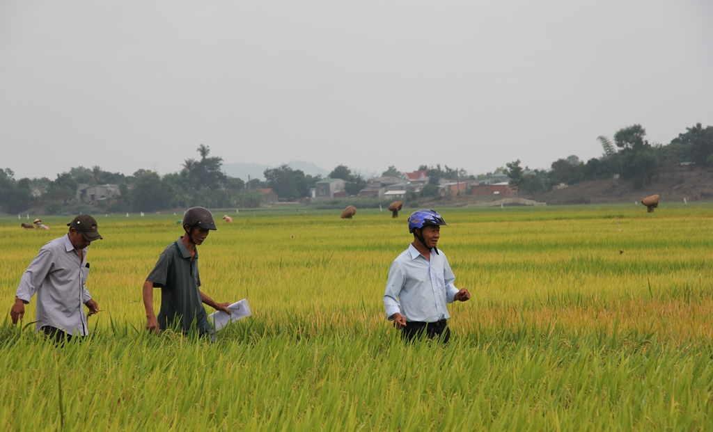 Nông dân HTX Nông nghiệp Thăng Bình, huyện Krông Ana thăm, kiểm tra đồng ruộng