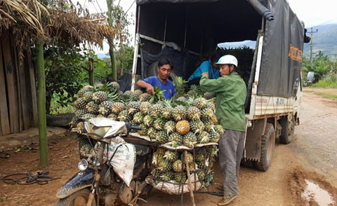 Tiểu thương vào thu mua dứa tại thôn 1, xã Cư Đrăm (huyện Krông Bông).   