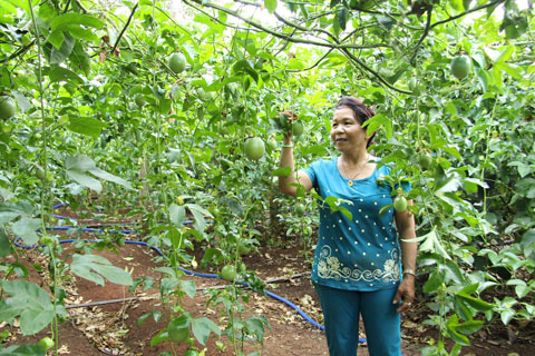Bà Phan Thị Thùy Linh ở thôn Xuân Lộc, xã Phú Xuân, huyện Krông Năng đang chăm sóc vườn chanh dây.