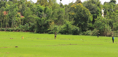 Nông dân huyện Krông Pắc chăm sóc cây lúa vụ hè thu 2017