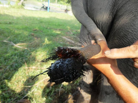 Vết thương ở đuôi của một con voi nhà ở xã Krông Na (huyện Buôn Đôn) do bị voi rừng tấn công 