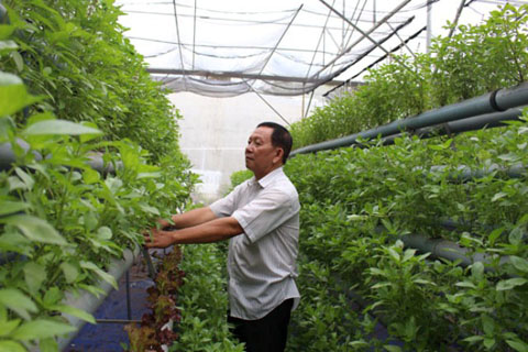 Ứng dụng công nghệ cao vào mô hình trồng rau thủy canh hồi lưu được nhiều hộ nông dân phường Tân lợi áp dụng.jpg