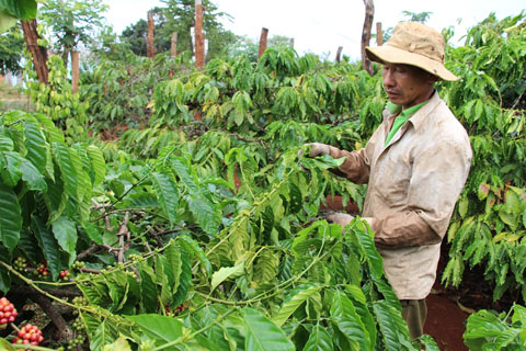 Vườn cà phê đang thời kỳ kinh doanh của một thành viên HTX nông nghiệp dịch vụ công bằng Ea Kiết 
