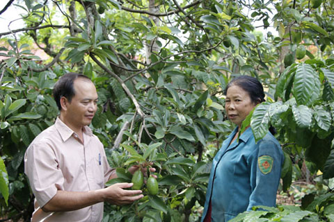 Đồng chí Y Thu Niê, Phó bí thư Đảng ủy xã Ea Bông (bìa trái) thăm mô hình trồng bơ xen cà phê của gia đình  bà Đoàn Thị Quang ở buôn Nắk.