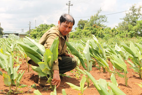 Vùng trồng nghệ liên kết giữa người dân với Công ty Cổ phần Solavina tại xã Krông Búk (huyện Krông Pắc).